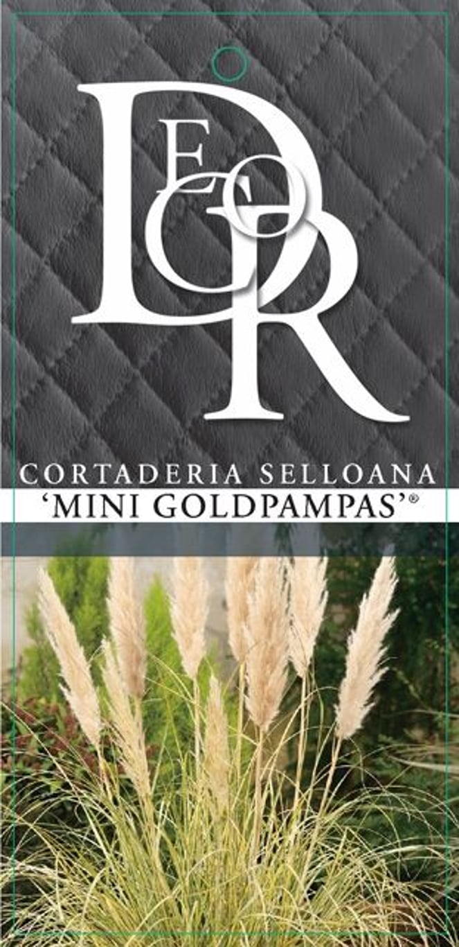 Cortaderia s. 'Mini Goldpampas' - C5